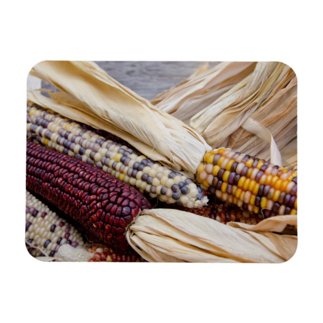 California. Fall Harvest Colourful Indian Corn Magnet (Horizontal)