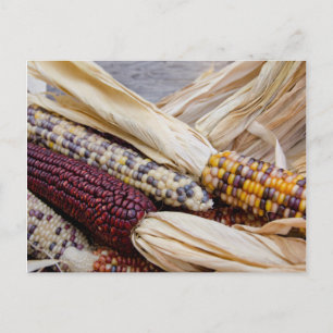 California. Fall Harvest Colourful Indian Corn Postcard