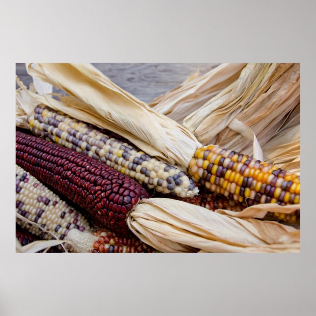 California. Fall Harvest Colourful Indian Corn Poster (Front)