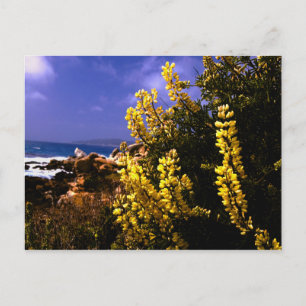 California Floral Coast Postcard