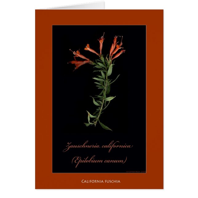 California Fuschia Botanical Print Cards (Front)