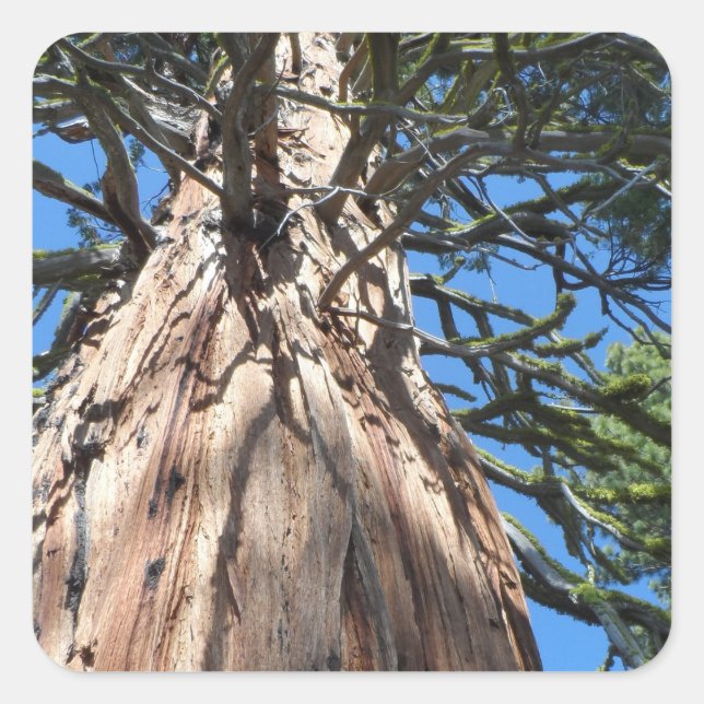 California Giant Tree Square Sticker (Front)