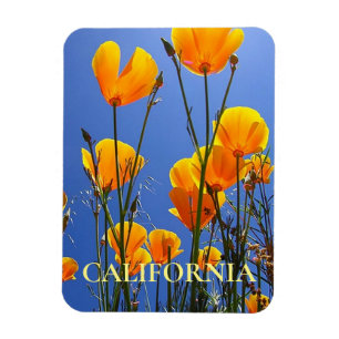 California Golden Poppies against Blue Sky Magnet