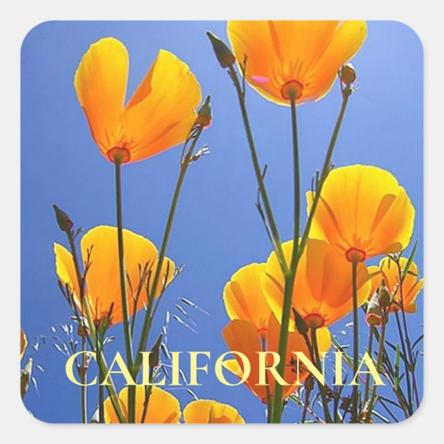 California Golden Poppies against Blue Sky Square Sticker (Front)