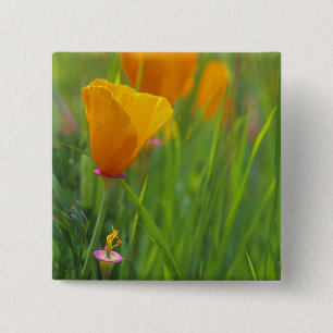 California golden poppies in a green field 15 cm square badge