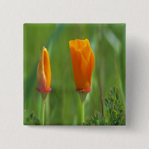 California golden poppies in a green field 2 15 cm square badge
