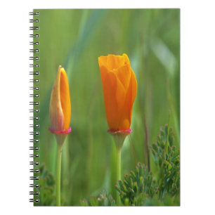 California golden poppies in a green field 2 notebook