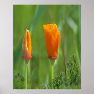 California golden poppies in a green field 2 poster