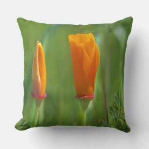 California golden poppies in a green field cushion