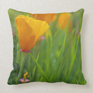California golden poppies in a green field cushion