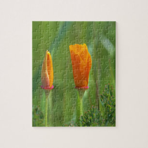 California golden poppies in a green field jigsaw puzzle