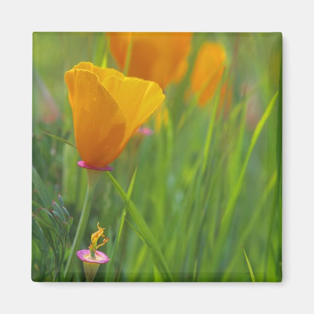 California golden poppies in a green field magnet (Front)