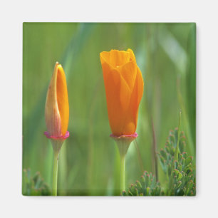 California golden poppies in a green field magnet