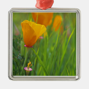 California golden poppies in a green field metal ornament