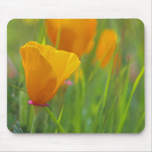 California golden poppies in a green field mouse pad