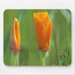 California golden poppies in a green field mouse pad