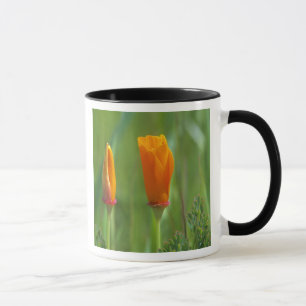 California golden poppies in a green field mug