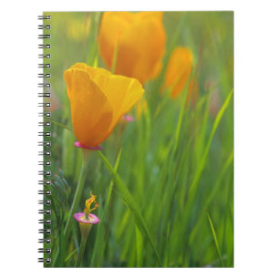 California golden poppies in a green field notebook