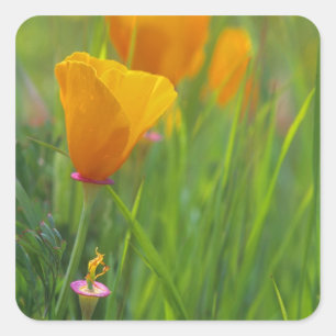 California golden poppies in a green field square sticker