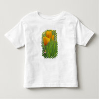 California golden poppies in a green field