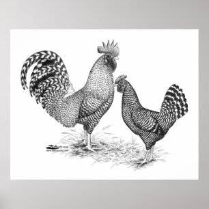California Grey Rooster and Hen Poster