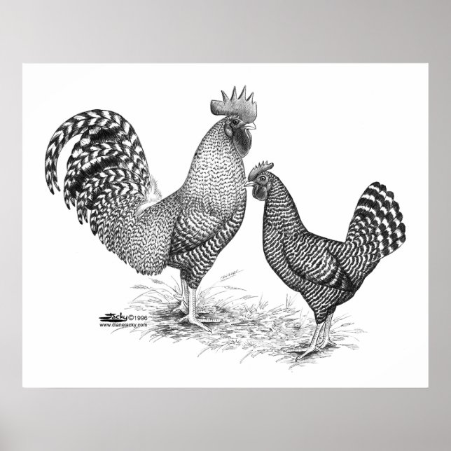 California Grey Rooster and Hen Poster (Front)