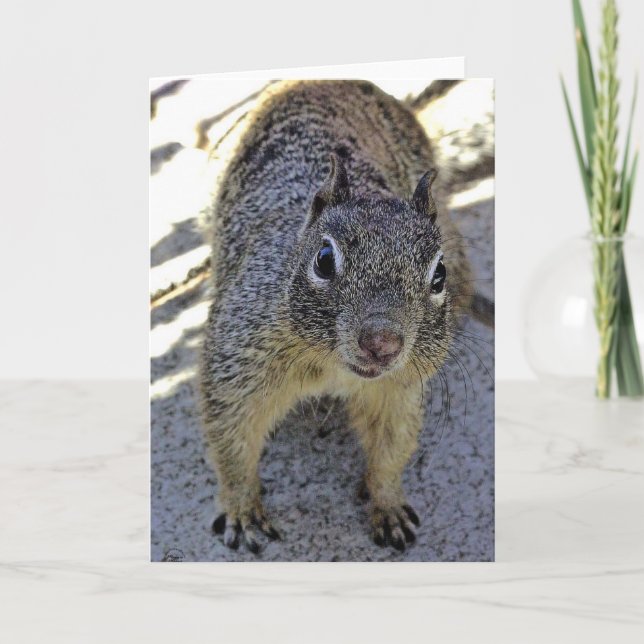 California Ground Squirrel Card (Front)