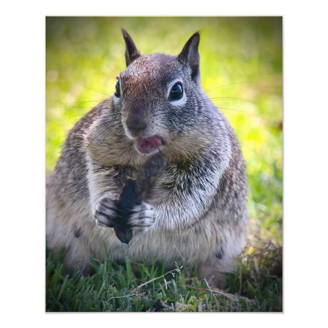 California Ground Squirrel Photo Print (Front)