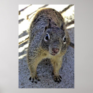 California Ground Squirrel Poster
