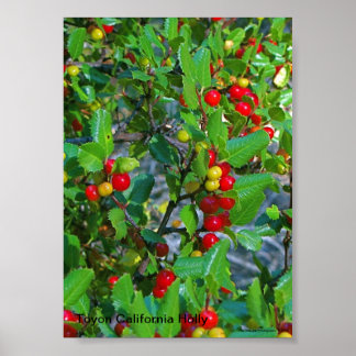 California holly, Toyon California Holly , Ray ... Poster