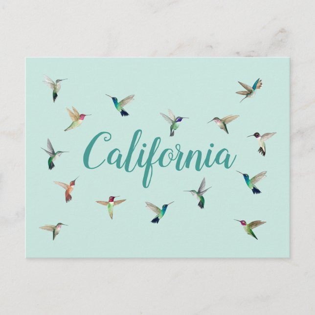 California Hummingbirds Postcard (Front)