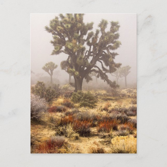 California: Joshua Tree National Monument, Postcard (Front)