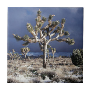 California, Joshua Tree National Park Ceramic Tile