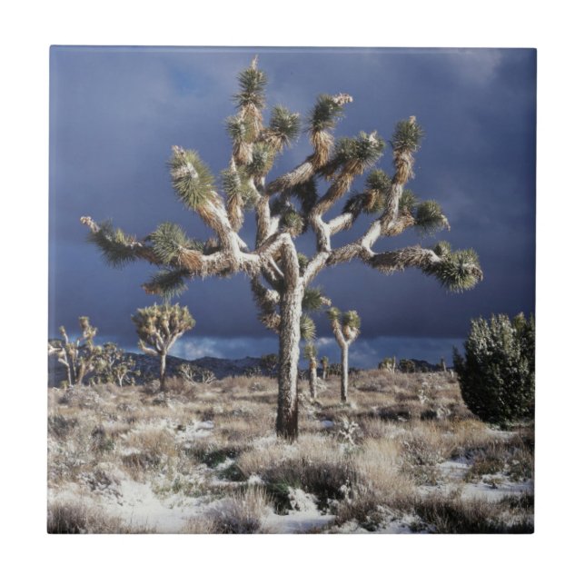California, Joshua Tree National Park Ceramic Tile (Front)