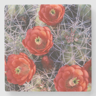 California, Joshua Tree National Park, Claret Stone Coaster