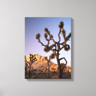 California, Joshua Tree National Park, Joshua Canvas Print