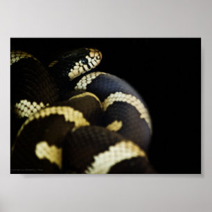 California King Snake Print