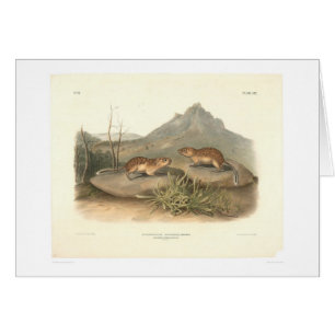 California Marmots by Audubon (0184A)