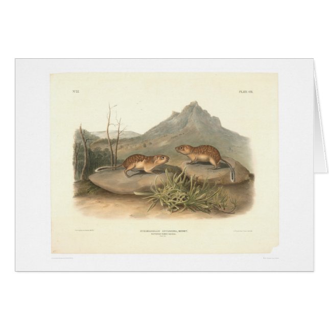 California Marmots by Audubon (0184A) (Front Horizontal)