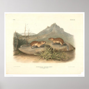California Marmots by Audubon (0184A) Poster