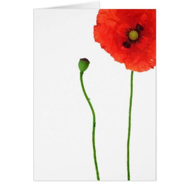 California Orange Red Poppy Simple Beauty (Front)