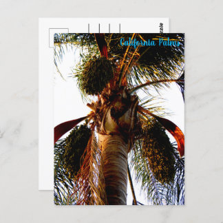 California Palms Postcard