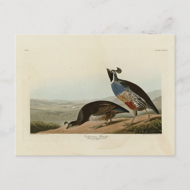 California Partridge - Audubon's Birds of America Postcard (Front)