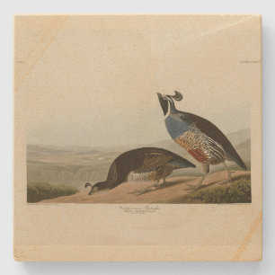 California Partridge - Audubon's Birds of America Stone Coaster