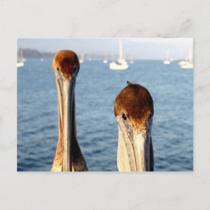 California Pelicans Postcard