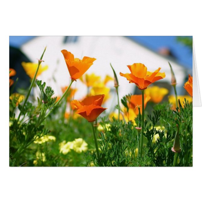 California Poppies (Front Horizontal)