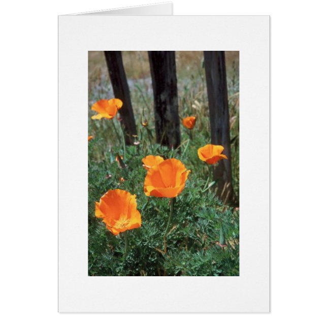 California Poppies (Front)