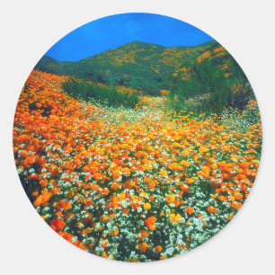 California Poppies and Popcorn wildflowers Classic Round Sticker