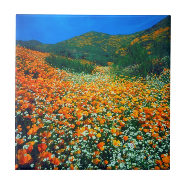 California Poppies and Popcorn wildflowers Tile (Front)