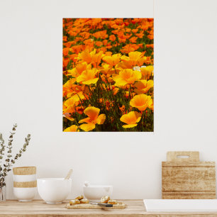California Poppies Beauty of Spring Poster